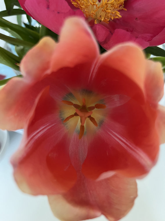 Birgit von Spee - Paarberatung